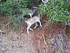 IMG_3773.JPG/goats on a cliff/