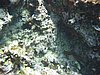 IMG_3793.JPG/snorkeling/