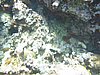 IMG_3794.JPG/snorkeling/