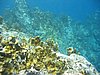 IMG_3795.JPG/snorkeling/