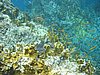 IMG_3796.JPG/snorkeling/