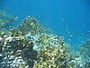 IMG_3797.JPG/snorkeling/