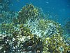 IMG_3798.JPG/snorkeling/