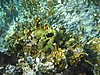 IMG_3799.JPG/snorkeling/
