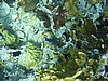 IMG_3800.JPG/snorkeling/