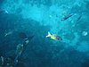 IMG_3802.JPG/snorkeling/