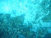 IMG_3803.JPG/snorkeling/