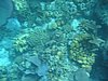 IMG_3804.JPG/snorkeling/