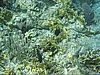 IMG_3806.JPG/snorkeling/