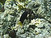 IMG_3807.JPG/snorkeling/