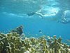 IMG_3808.JPG/snorkeling/