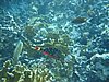 IMG_3811.JPG/snorkeling/