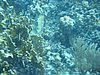 IMG_3812.JPG/snorkeling/