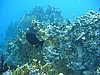 IMG_3813.JPG/snorkeling/