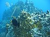 IMG_3814.JPG/snorkeling/