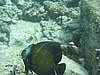 IMG_3818.JPG/Angel Fish/