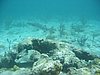 IMG_3819.JPG/I think this is a tarpon/