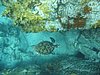 IMG_3820.JPG/We saw several sea turtles during the week/