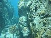 IMG_3821.JPG/Sea Turtle/