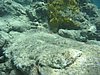 IMG_3823.JPG/snorkeling/