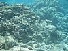 IMG_3824.JPG/snorkeling/