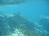 IMG_3826.JPG/snorkeling/