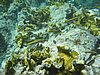 IMG_3827.JPG/snorkeling/