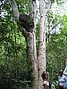 IMG_3848.JPG/Hiking the Reef Bay Trail/That's a termite nest in the tree; these termites only eat dead trees on the ground, but generally live up in the tree limbs