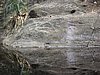 IMG_3849.JPG/Hiking the Reef Bay Trail/Petroglyphs
