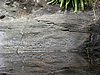IMG_3851.JPG/Hiking the Reef Bay Trail/Petroglyphs