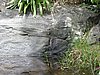 IMG_3852.JPG/Hiking the Reef Bay Trail/Petroglyphs