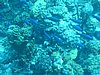 IMG_3857.JPG/Scuba Dive/