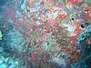 IMG_3860.JPG/Scuba Dive/