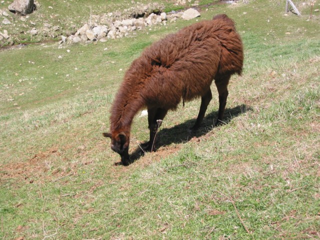 IMG_2125.JPG