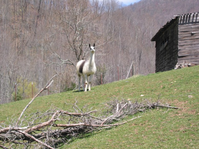 IMG_2126.JPG