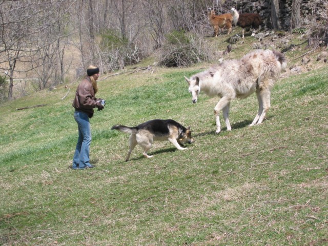 IMG_2138.JPG