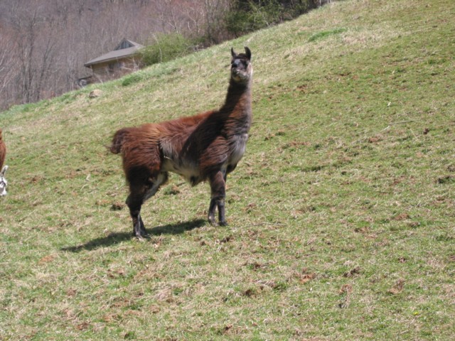 IMG_2142.JPG