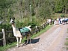 IMG_0569.JPG