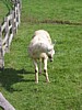 IMG_0574.JPG